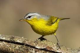 Grey-hooded Warbler