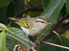 Blyth's Leaf Warbler