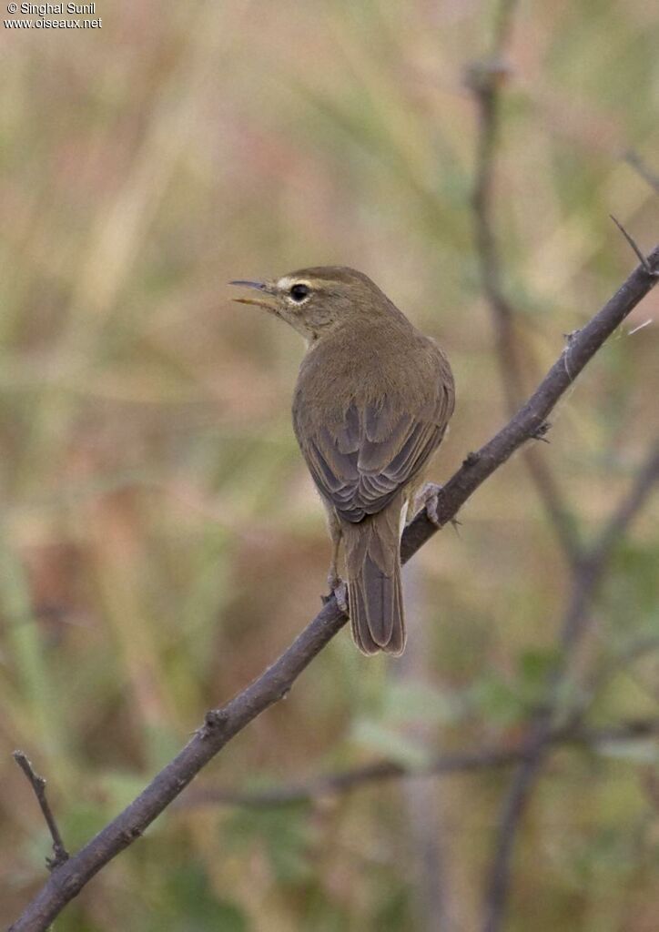 Sulphur-bellied Warbleradult, identification