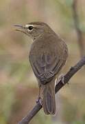 Sulphur-bellied Warbler