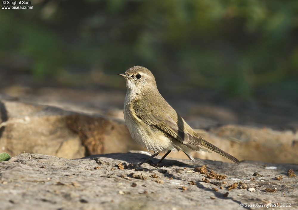 Pouillot véloceadulte, identification