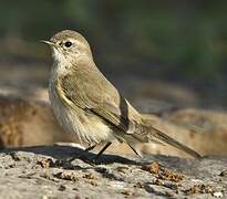 Common Chiffchaff