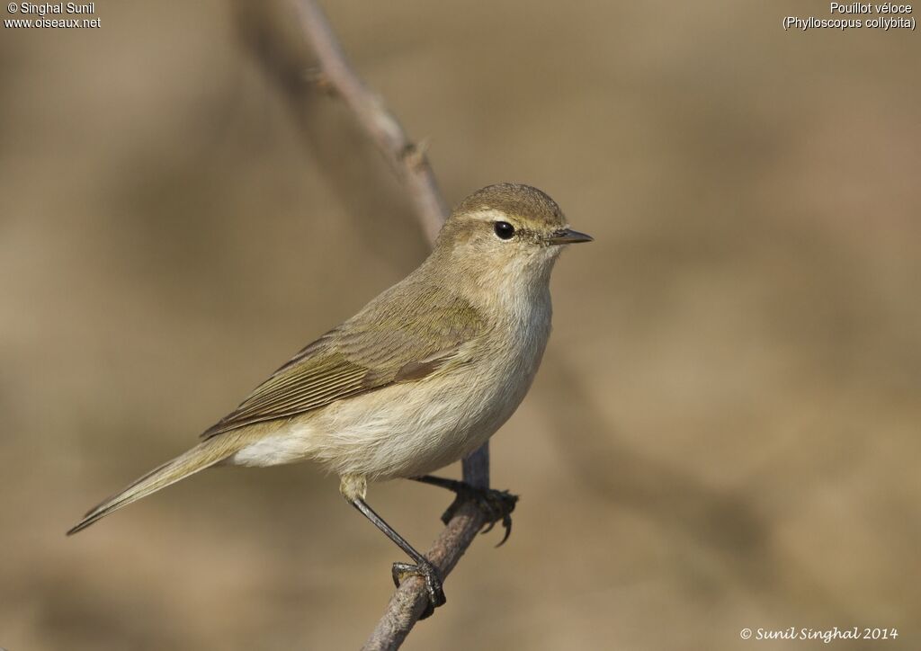 Common Chiffchaffadult, identification