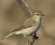 Common Chiffchaff