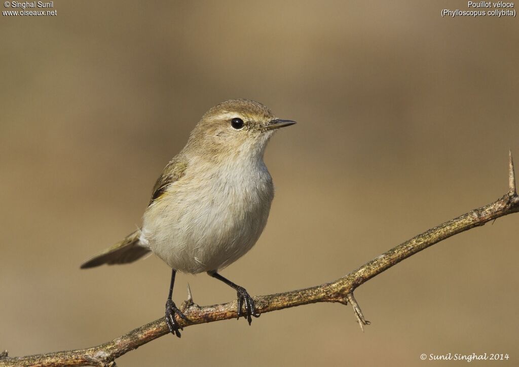 Common Chiffchaffadult, identification