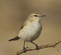 Common Chiffchaff