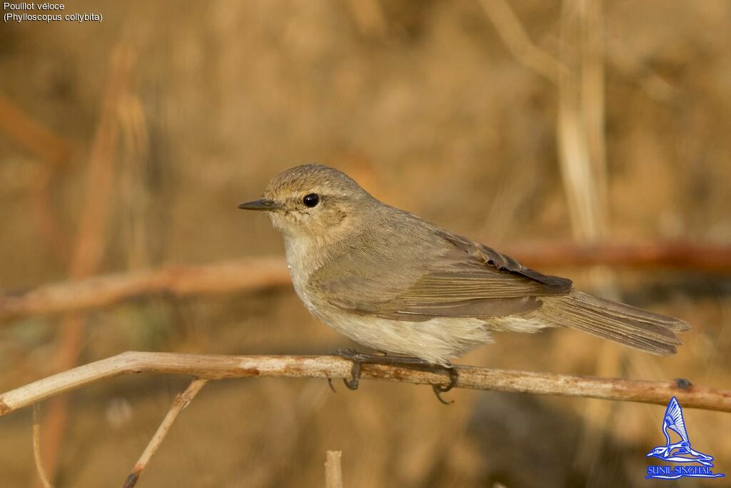 Common Chiffchaff