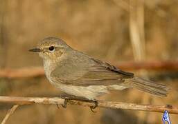 Common Chiffchaff