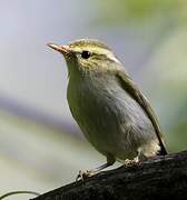 Greenish Warbler