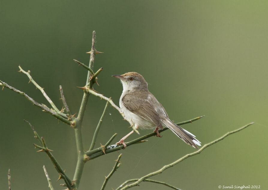 Prinia à front roux