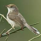 Prinia à front roux