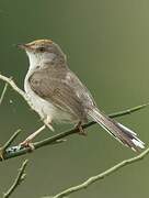 Prinia à front roux