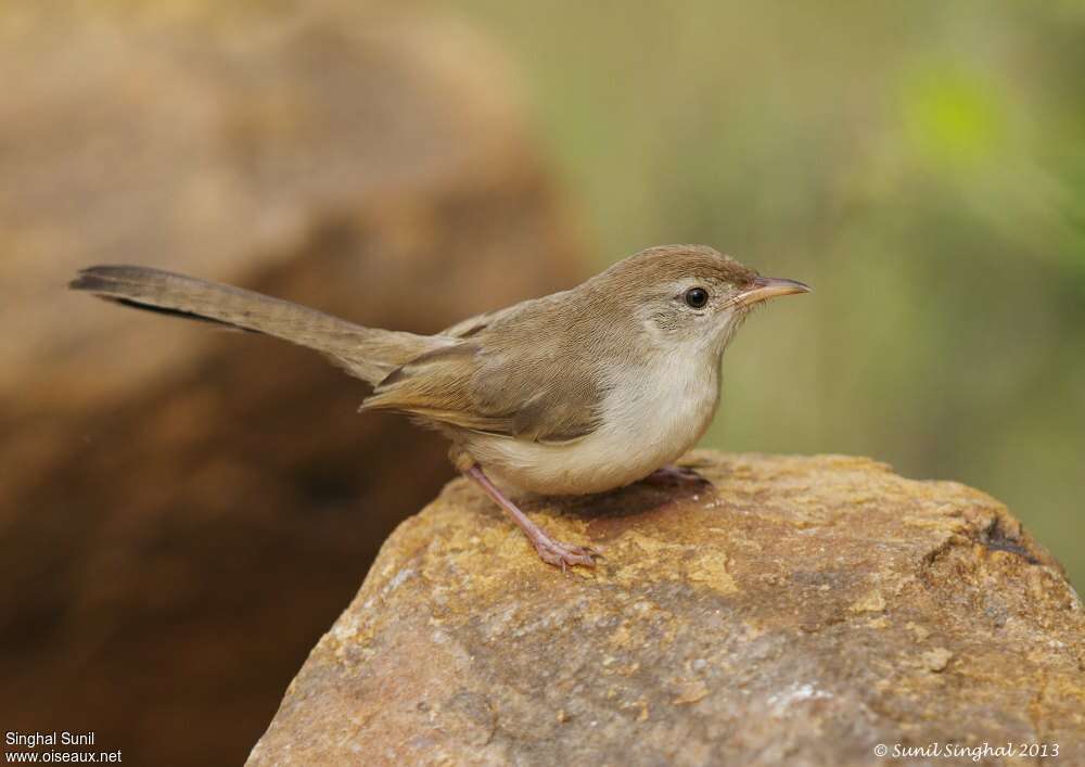 Prinia à front roux, identification