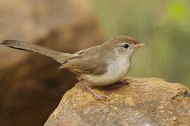 Prinia à front roux