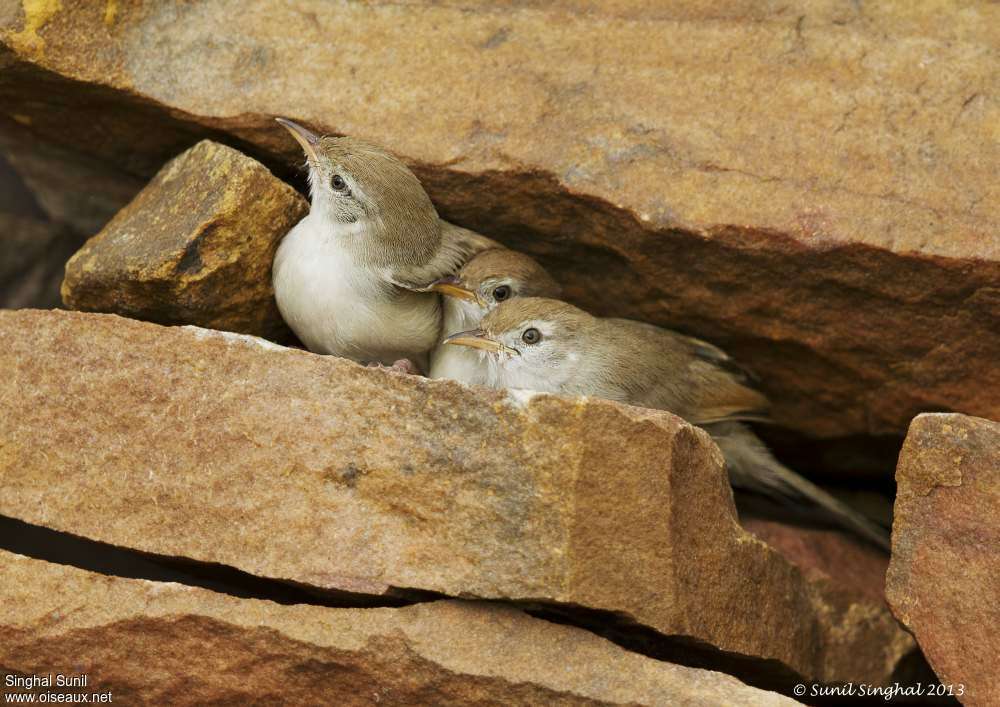 Rufous-fronted Priniajuvenile