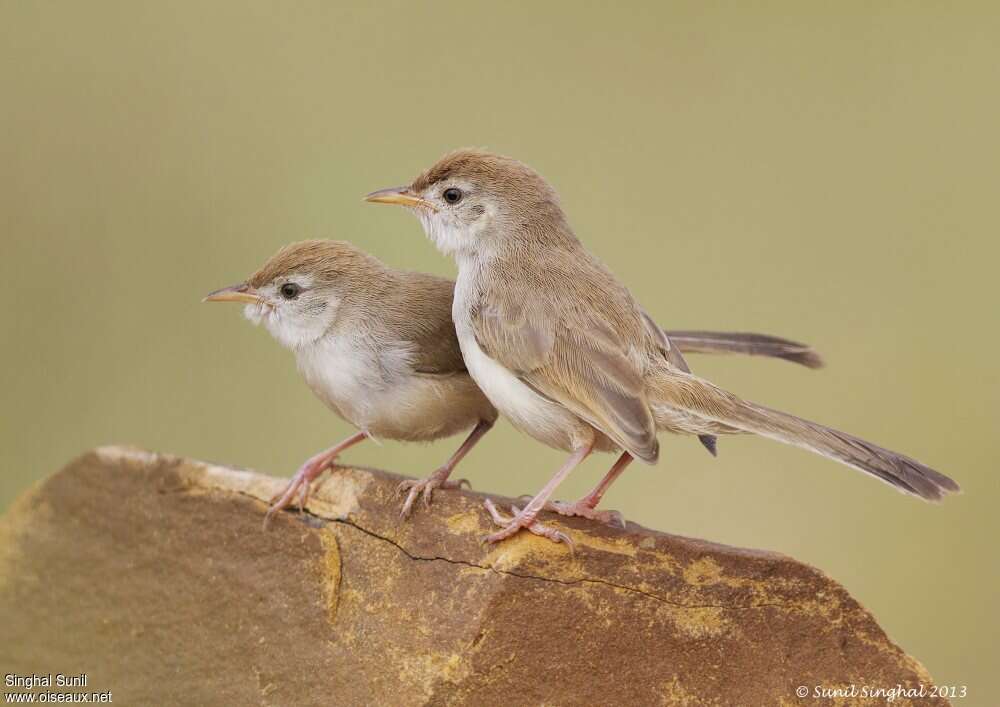 Rufous-fronted Priniajuvenile