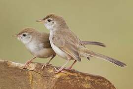 Rufous-fronted Prinia