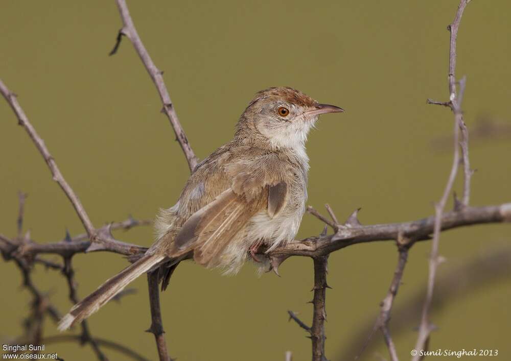 Rufous-fronted Prinia, identification