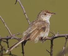 Rufous-fronted Prinia