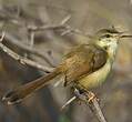 Prinia cendrée