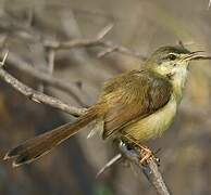 Ashy Prinia