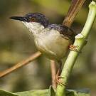 Prinia cendrée