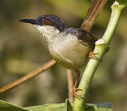 Prinia cendrée