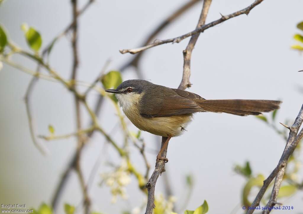 Prinia cendréeadulte, identification