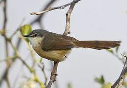 Ashy Prinia