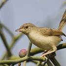Prinia délicate