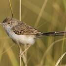 Prinia délicate