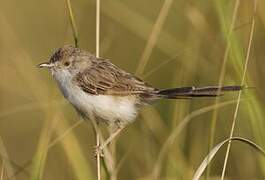 Prinia délicate