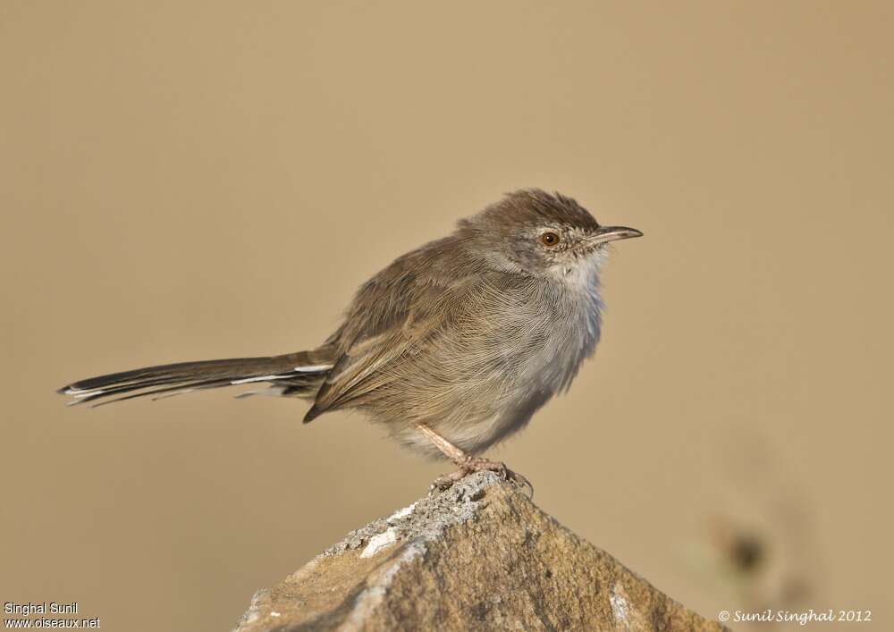 Prinia forestièreadulte, identification