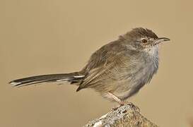 Prinia forestière