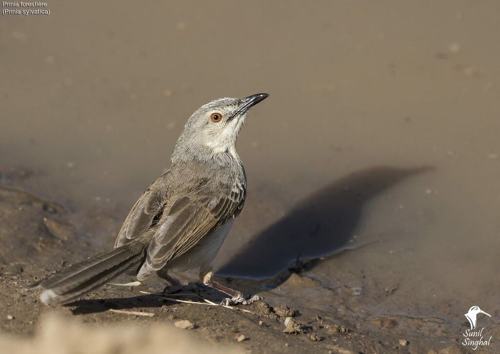 Prinia forestièreadulte