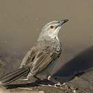 Prinia forestière