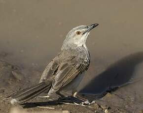 Prinia forestière