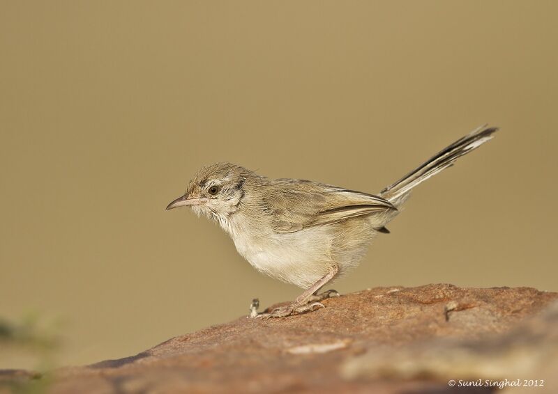 Plain Prinia