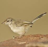 Plain Prinia