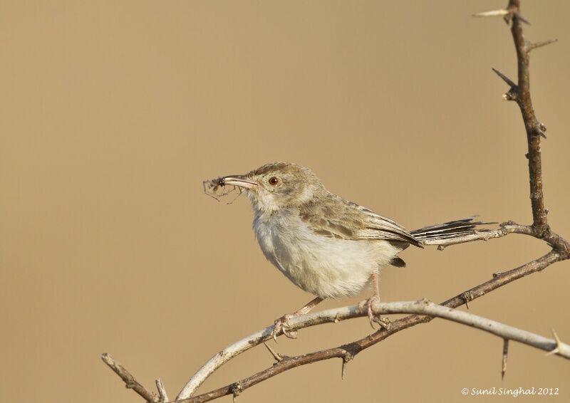 Prinia simple