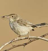 Plain Prinia