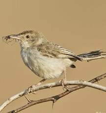 Prinia simple