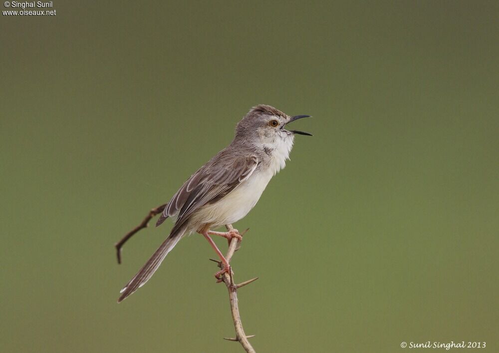 Prinia simpleadulte, identification, Comportement