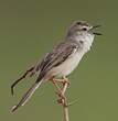 Prinia simple