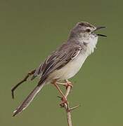 Plain Prinia