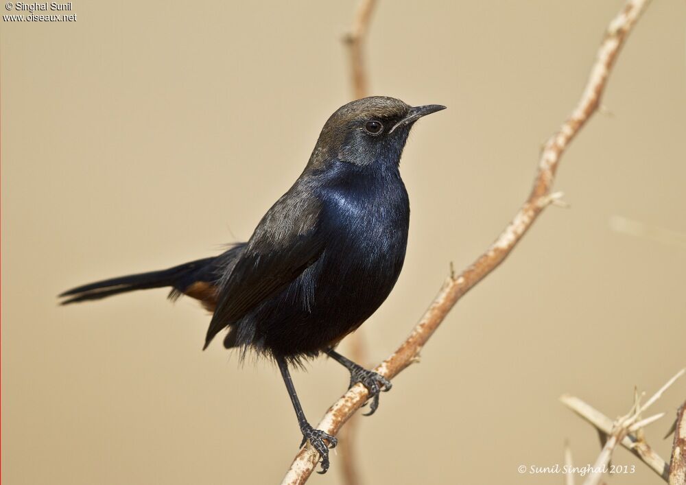 Indian Robin male, identification