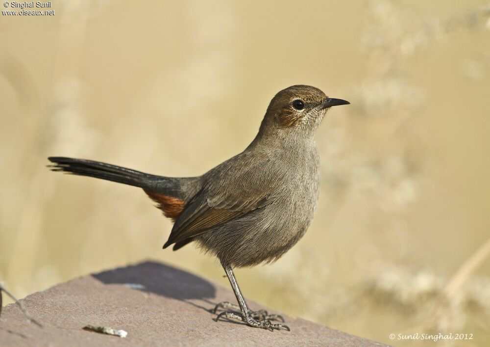 Indian Robin female, identification