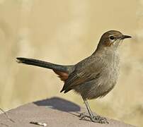 Indian Robin