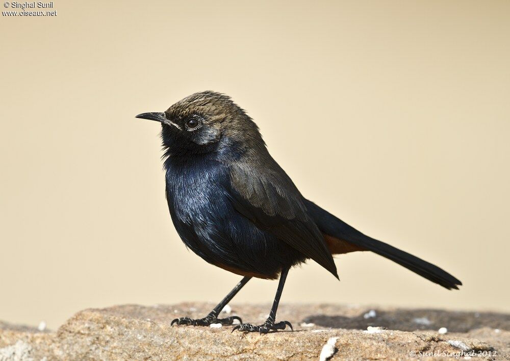 Indian Robin male, identification