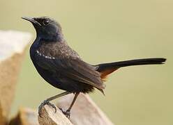 Indian Robin